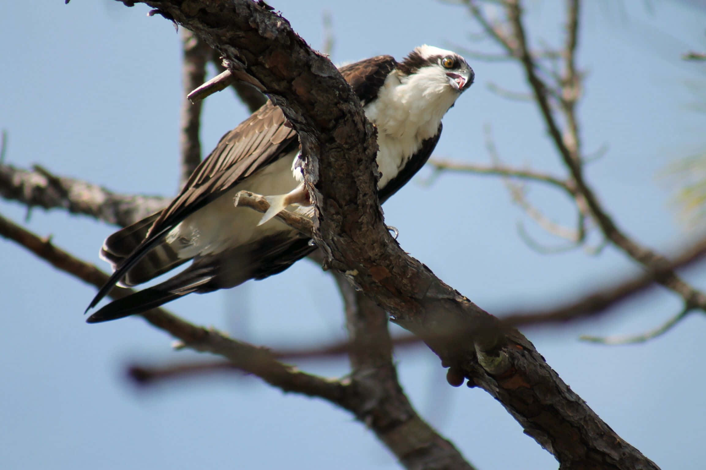 Osprey 桌布 壁紙 — 魚鷹警覺地棲息在彎曲的樹枝上，背景是清澈的藍天。