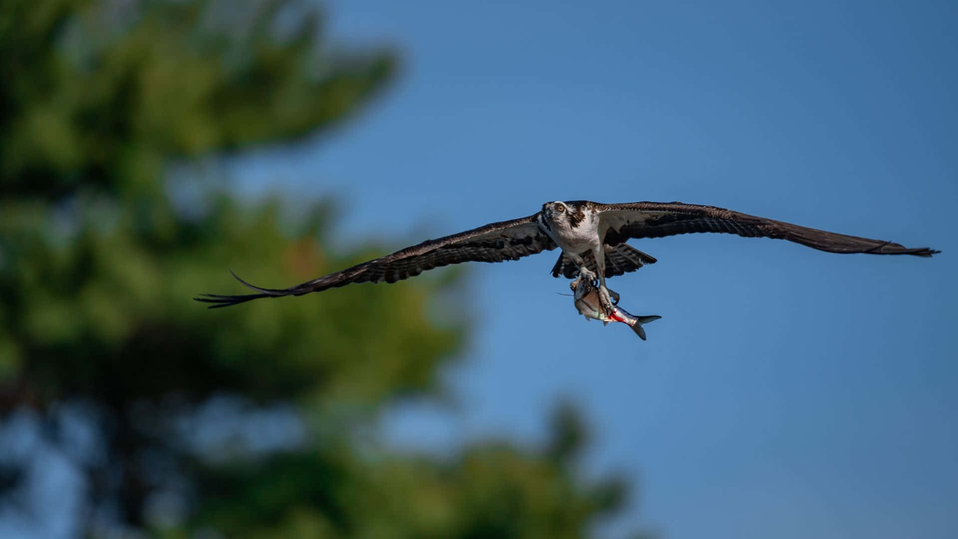 Osprey 桌布 壁紙 — 一隻魚鷹在清澈的藍天中翱翔，爪中抓著一條銀色的魚，背景是模糊的綠色樹木。