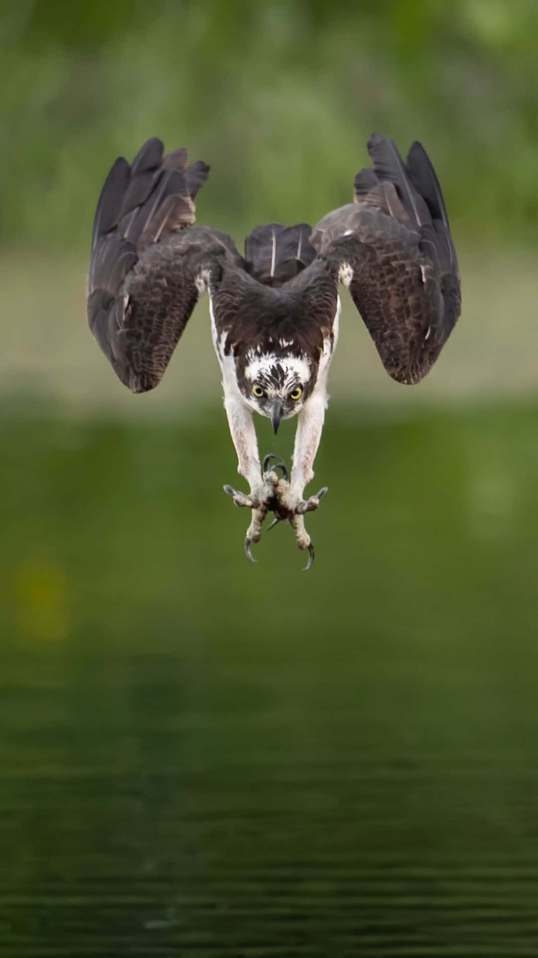 Osprey 桌布 壁紙 — 魚鷹展開翅膀，爪子準備好從水面奪取獵物，俯衝而下。