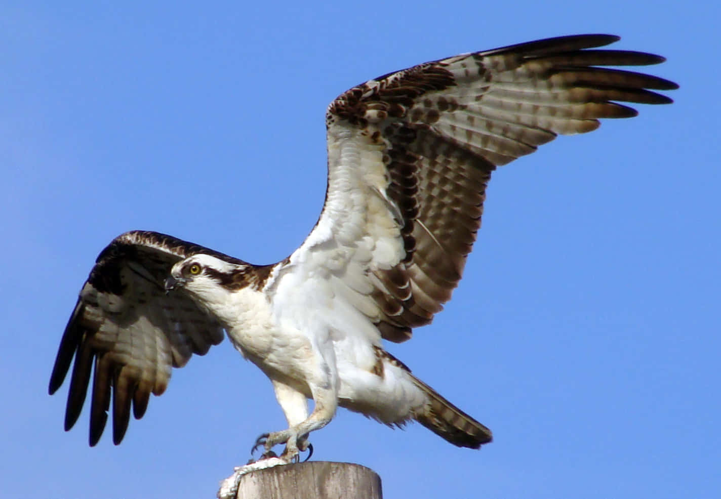 Osprey 桌布 壁紙 — 一隻魚鷹在木柱上張開其棕色和白色的翅膀，映襯著清澈的藍天。