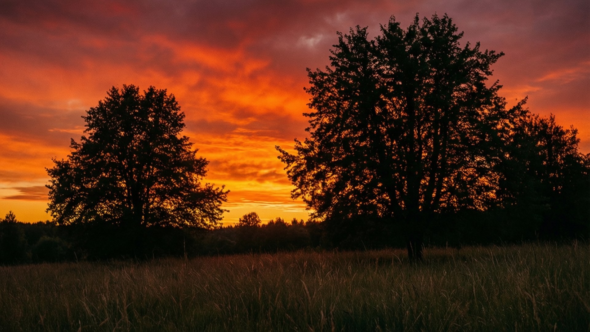 Meadow Fire Sunset 壁紙 — 在熾熱的橙色和紅色日落天空下，剪影樹木高高矗立在草地上。