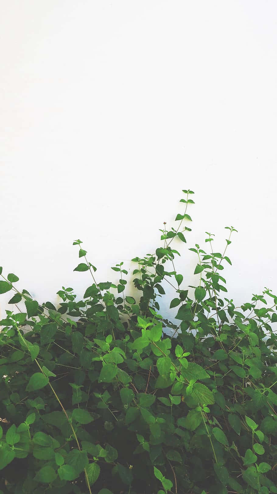  壁紙 — 在極簡植物場景中，茂密的綠色藤蔓攀爬在純白牆壁上。