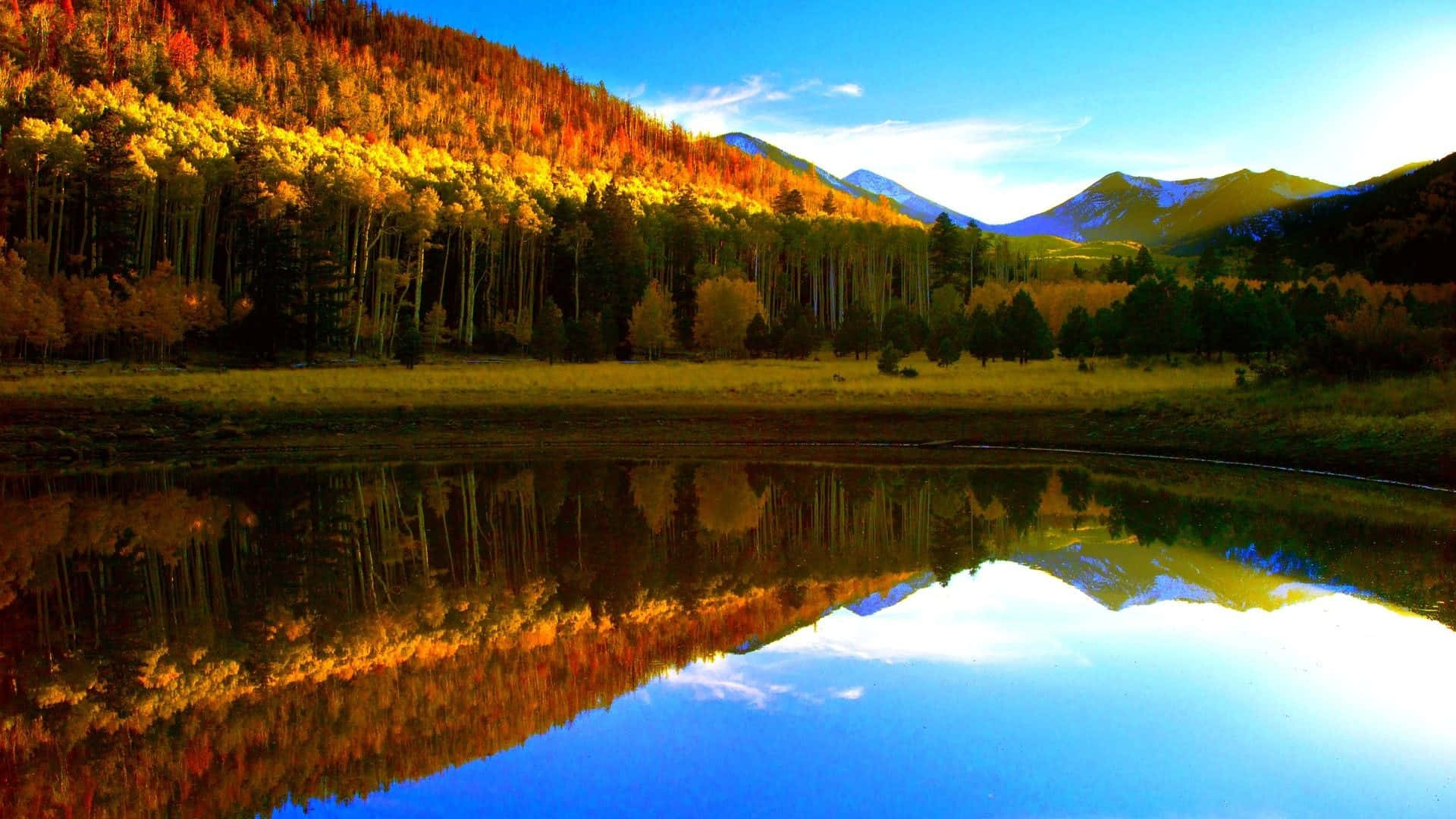 Fall Lake 桌布 壁紙 — 在清澈的藍天下，寧靜的秋日湖泊映照著金色的白楊林和積雪的山峰。