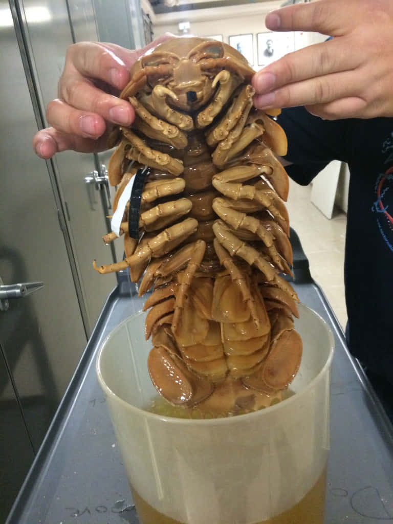Isopod 桌布 壁紙 — 在實驗室環境中，一個人手持一個大型保存的等足類標本，置於裝有液體的容器上方。
