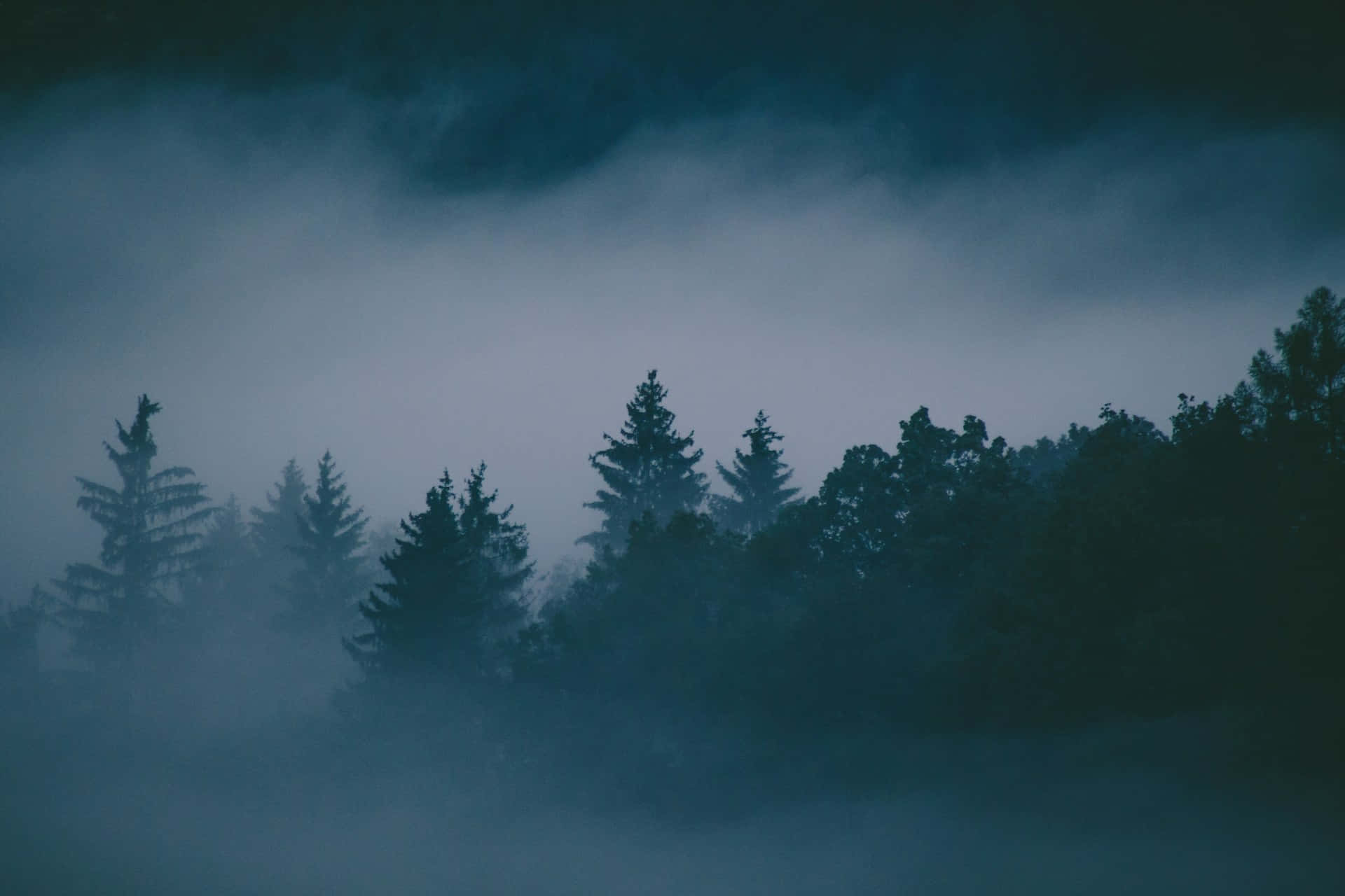  壁紙 — 在憂鬱的暮色天空下，冷藍色調的濃霧中，迷霧森林的樹木若隱若現。