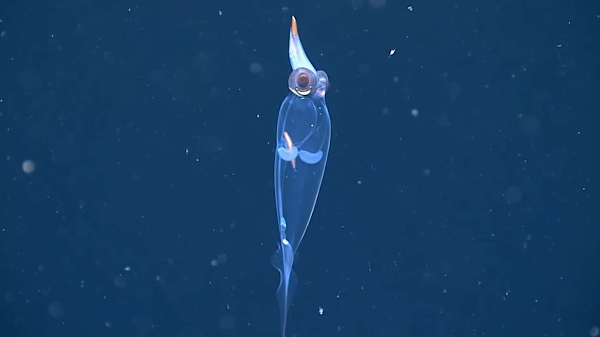  壁紙 — 一隻半透明玻璃魷魚在深藍色海水中滑行，帶有發光的橙色和白色點綴。