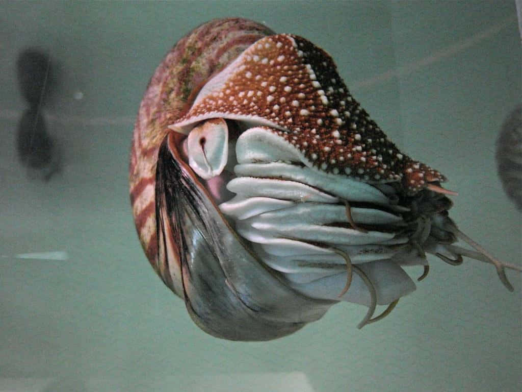  壁紙 — 一隻帶有斑點外殼和扇形觸手的鸚鵡螺，在水族箱清澈的水中優雅地滑行。
