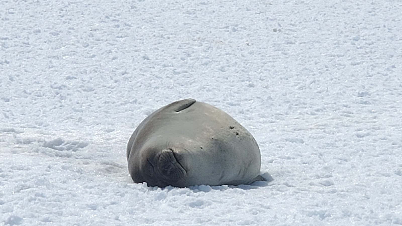  壁紙 — 一隻巨大的象海豹在明亮的日光下，於廣闊的雪原上平靜地休息。