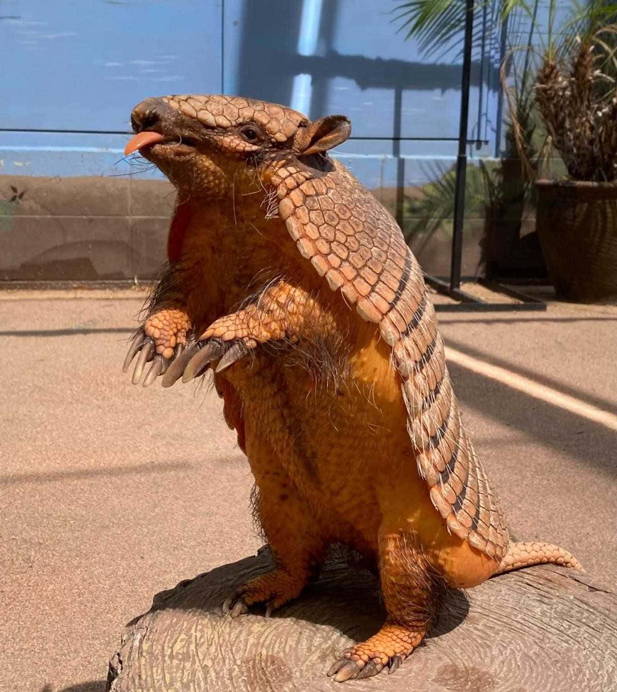 armadillo 桌布 壁紙 — 一隻巨型犰狳在有玻璃牆和盆栽植物的陽光充足動物園圍欄裡，站在木頭上。