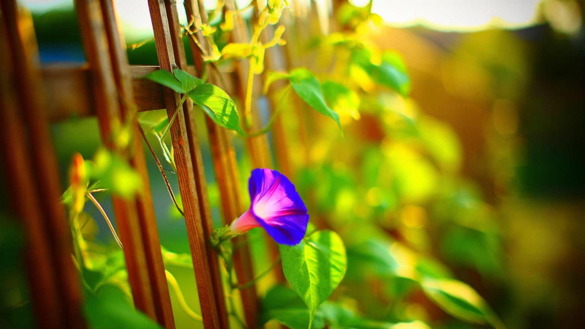 Purple Trellis Morning Glory 壁紙 — 一朵鮮豔的紫色牽牛花在木柵欄上盛開，背景是柔焦的陽光綠葉。