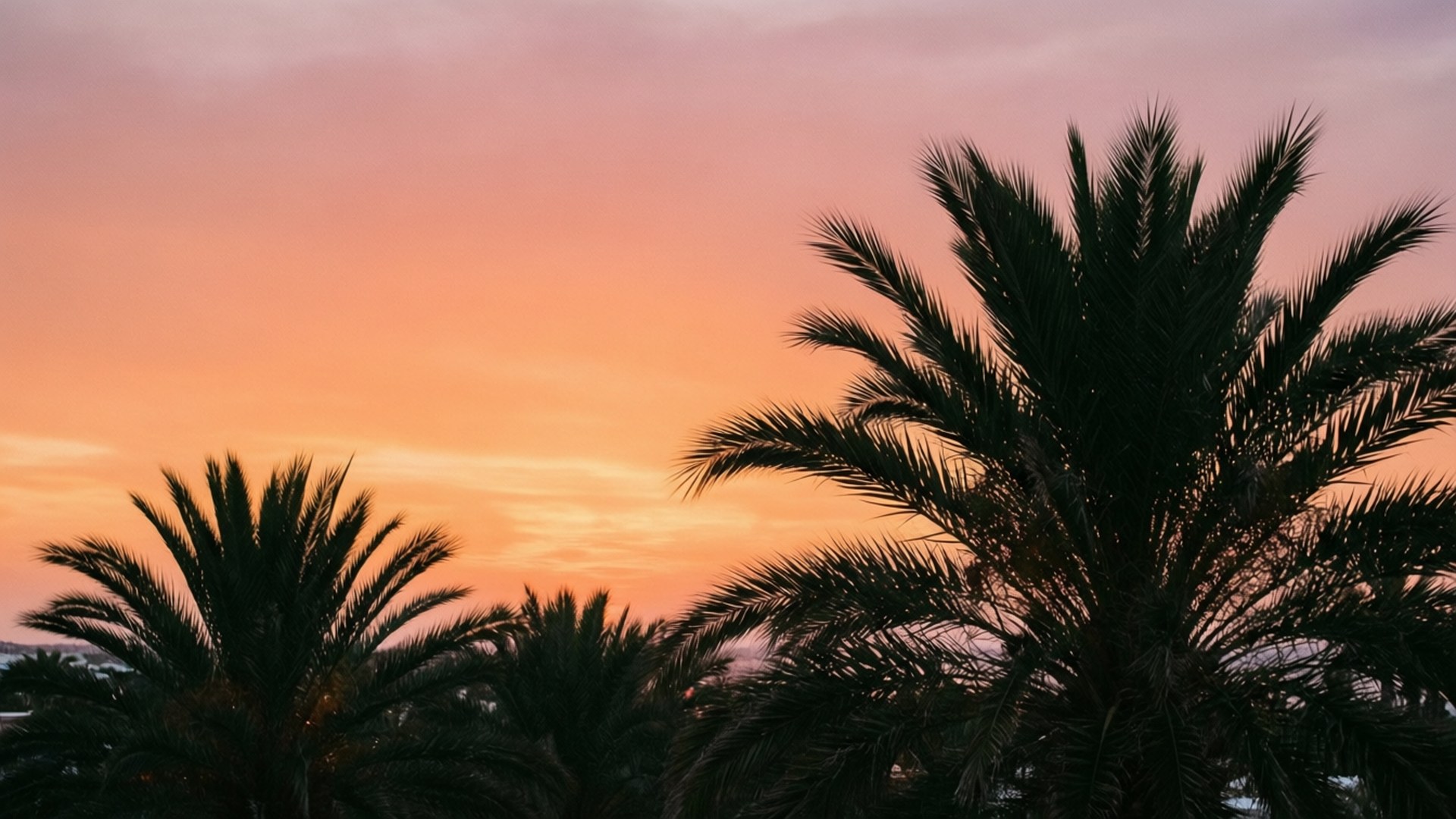 Ibiza Sunset Chill 壁紙 — 棕櫚樹的剪影在充滿活力的橙色和粉紅色日落天空下高高聳立。