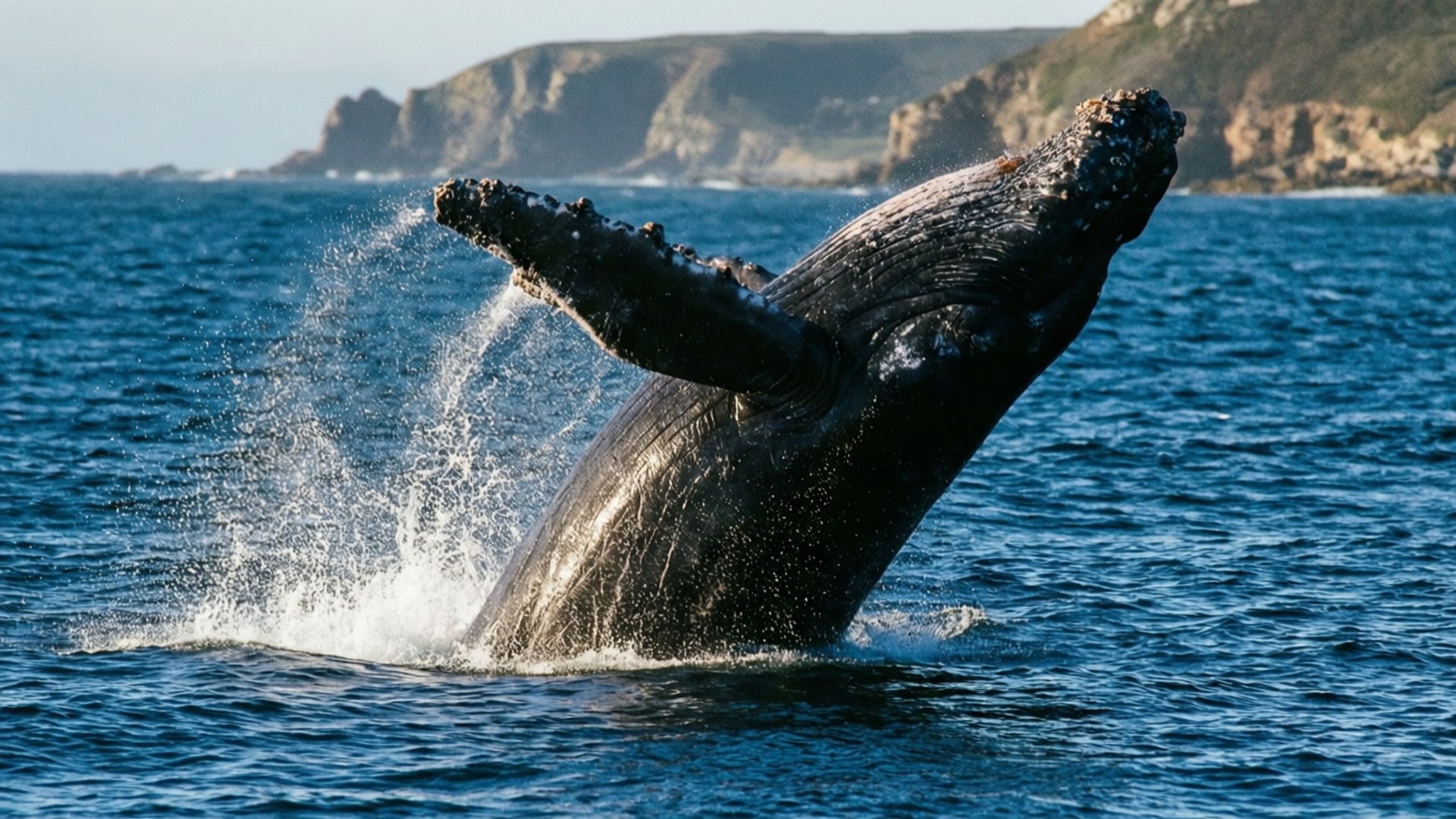 Hermanus Whale Breach 壁紙 — 座頭鯨從深藍色海水強力躍出，靠近岩石懸崖。
