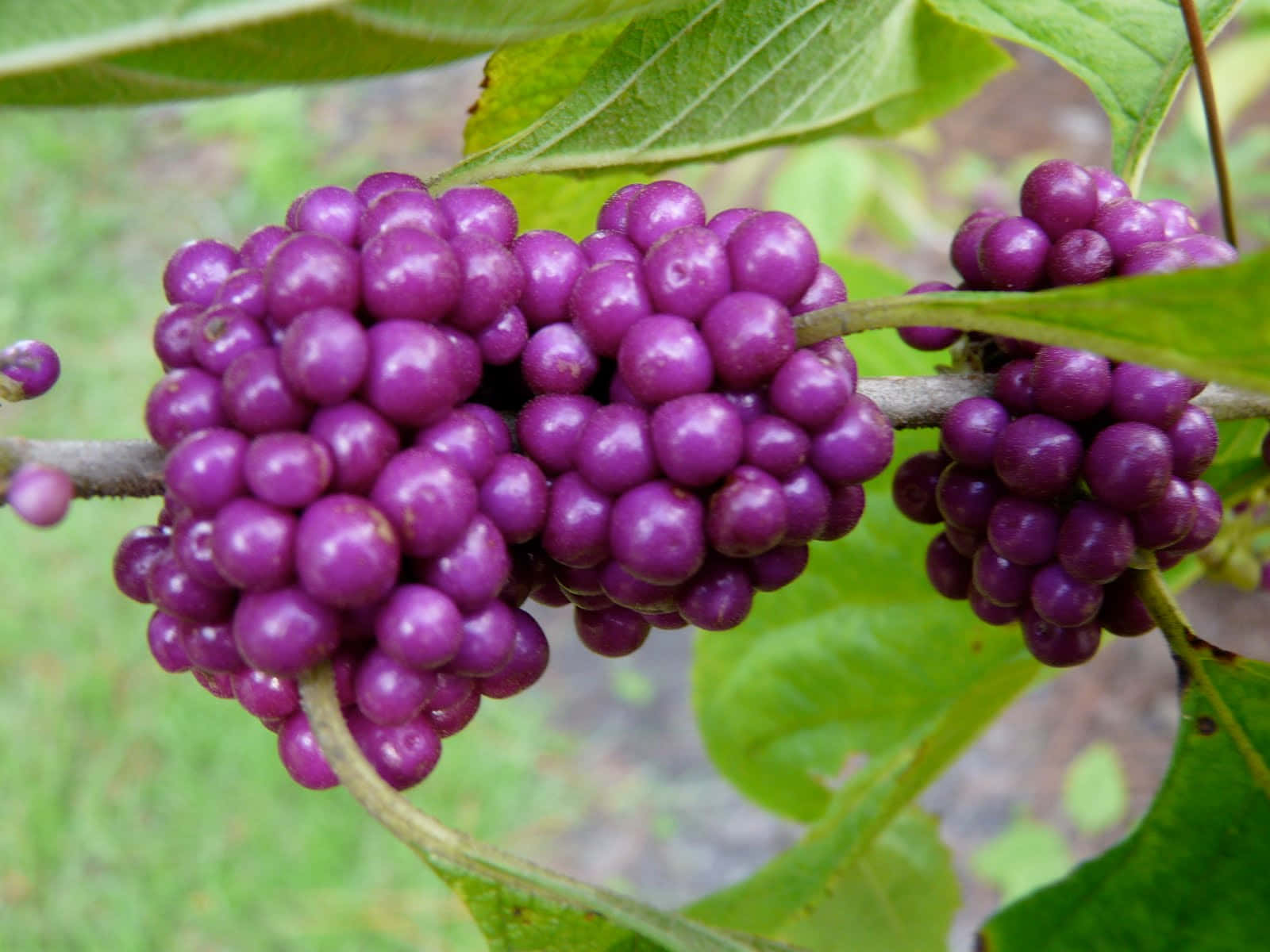 Purple Berries 桌布 壁紙 — 一串串光澤的紫色漿果掛在樹枝上，周圍環繞著大片的綠葉，呈現自然景象。