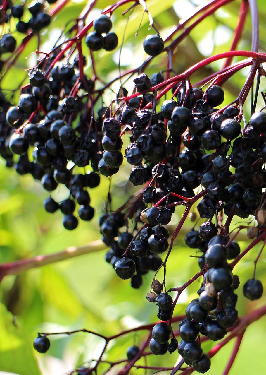 Fruits 桌布 壁紙 — 一串串光澤的黑接骨木莓從鮮紅色的莖上垂下，背景是柔和的綠色葉子。