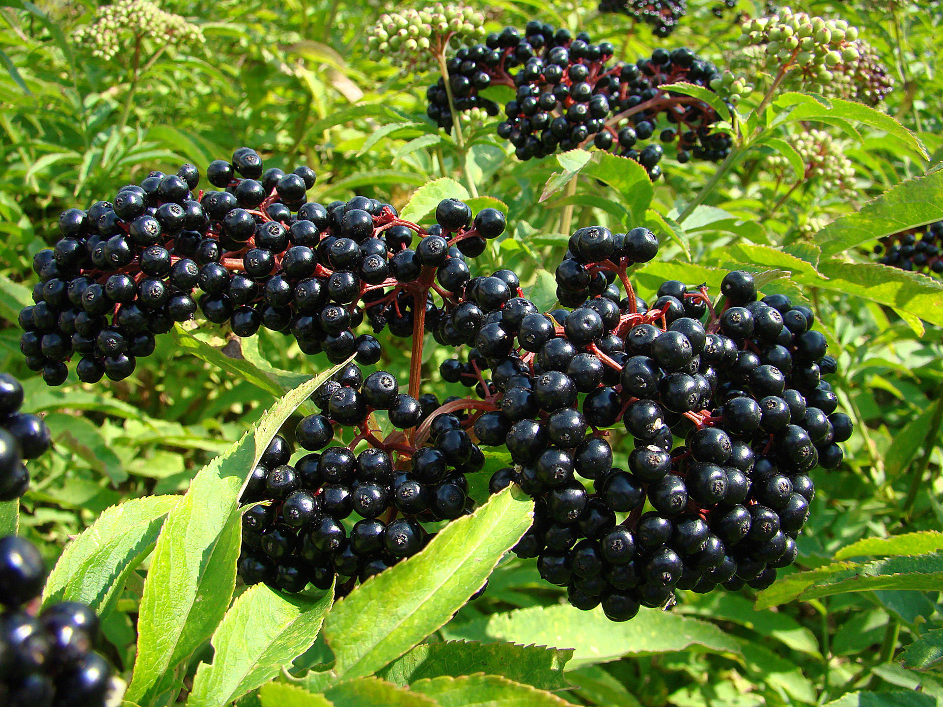Fruits 桌布 壁紙 — 一串串光澤的黑色接骨木莓在明亮的陽光下沉重地掛在充滿活力的綠葉上。