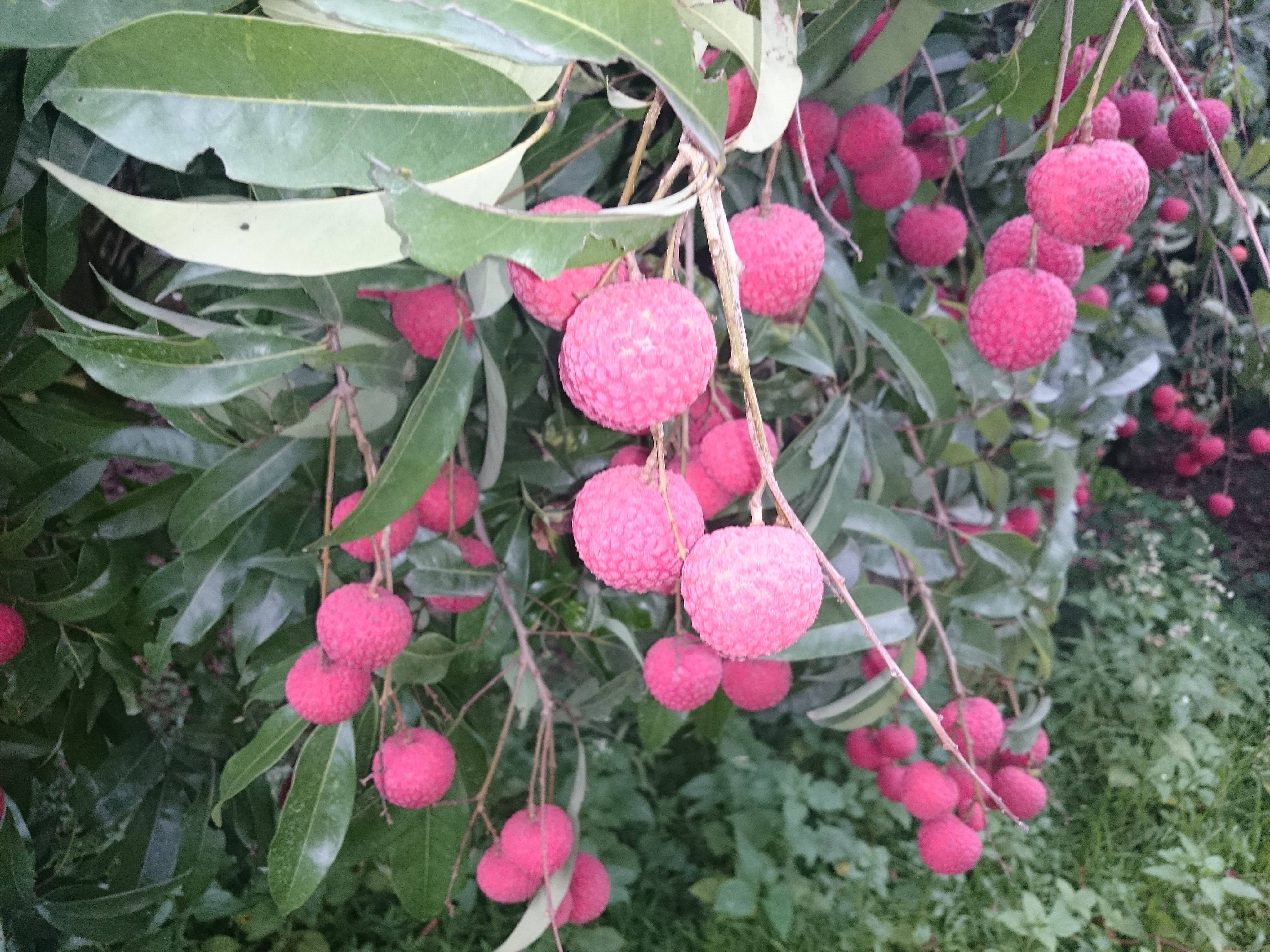 Litchi 桌布 壁紙 — 一串串成熟的粉紅色荔枝沉甸甸地掛在茂密的綠色樹枝上，果園陽光明媚。