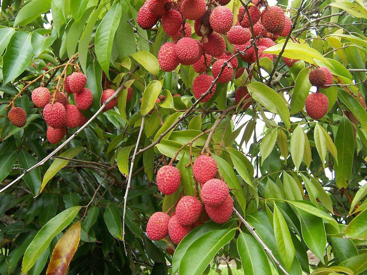 Fruits 桌布 壁紙 — 一串串成熟的紅色荔枝在明亮的日光下沉重地掛在茂盛的綠色樹枝上。