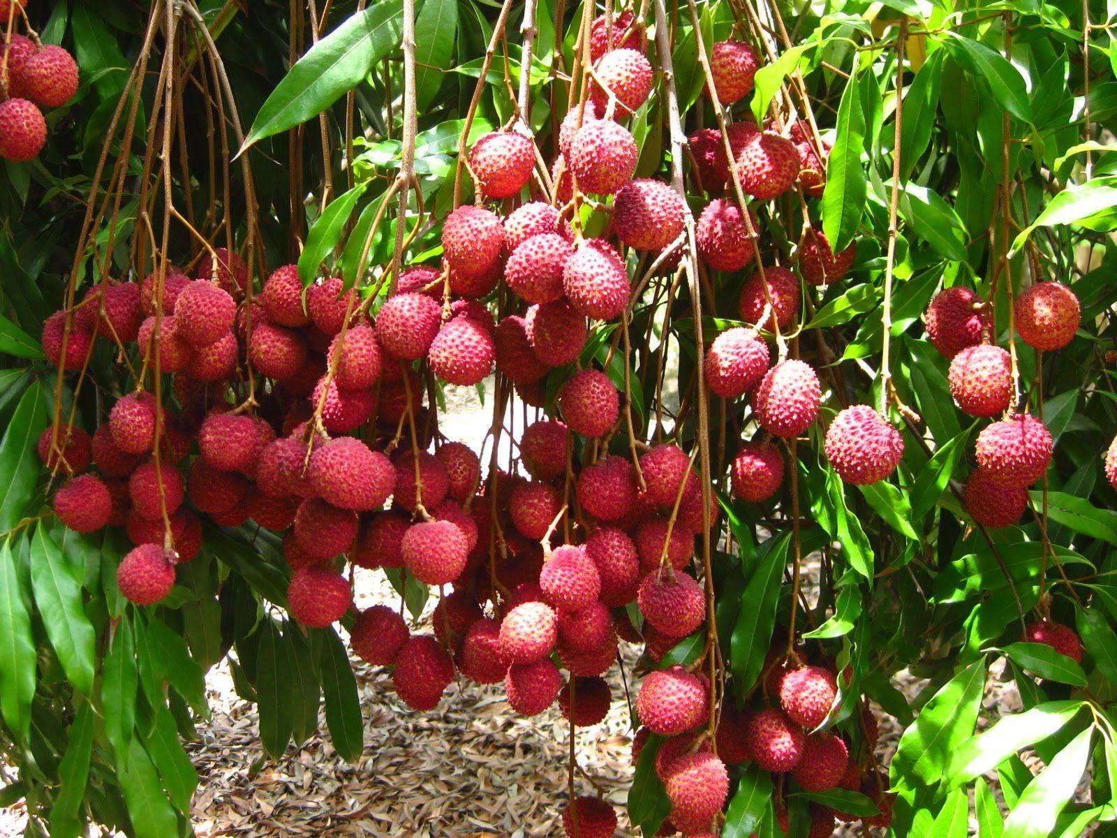 Fruits 桌布 壁紙 — 一串串成熟的紅色荔枝在明亮的陽光下，從茂密綠葉中的樹枝上沉重地垂下來。