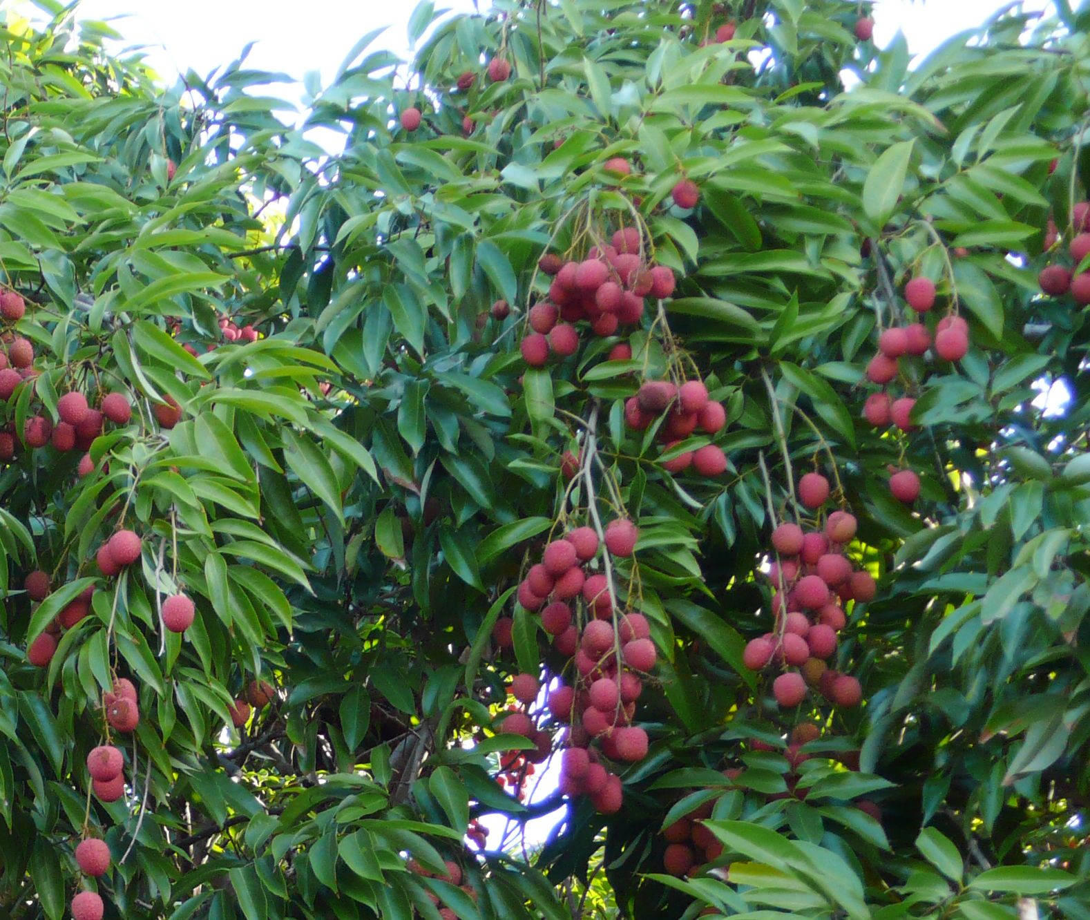Fruits 桌布 壁紙 — 一串串成熟的紅色荔枝沉甸甸地掛在陽光照耀的樹枝上，周圍是茂密的綠葉。