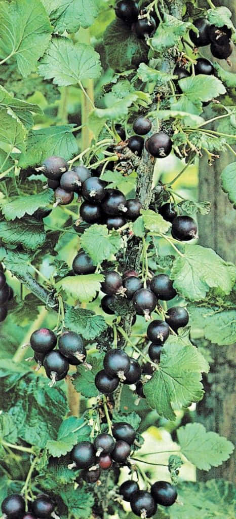 Black Currant 桌布 壁紙 — 一串串成熟的黑加侖子沉甸甸地掛在藤蔓上，周圍是茂密的綠葉，在陽光明媚的花園中。
