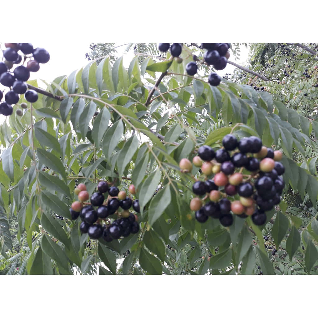 Berry 桌布 壁紙 — 一串串深紫色和正在成熟的粉紅色漿果，在柔和日光下從樹枝上茂密的綠葉中垂下。