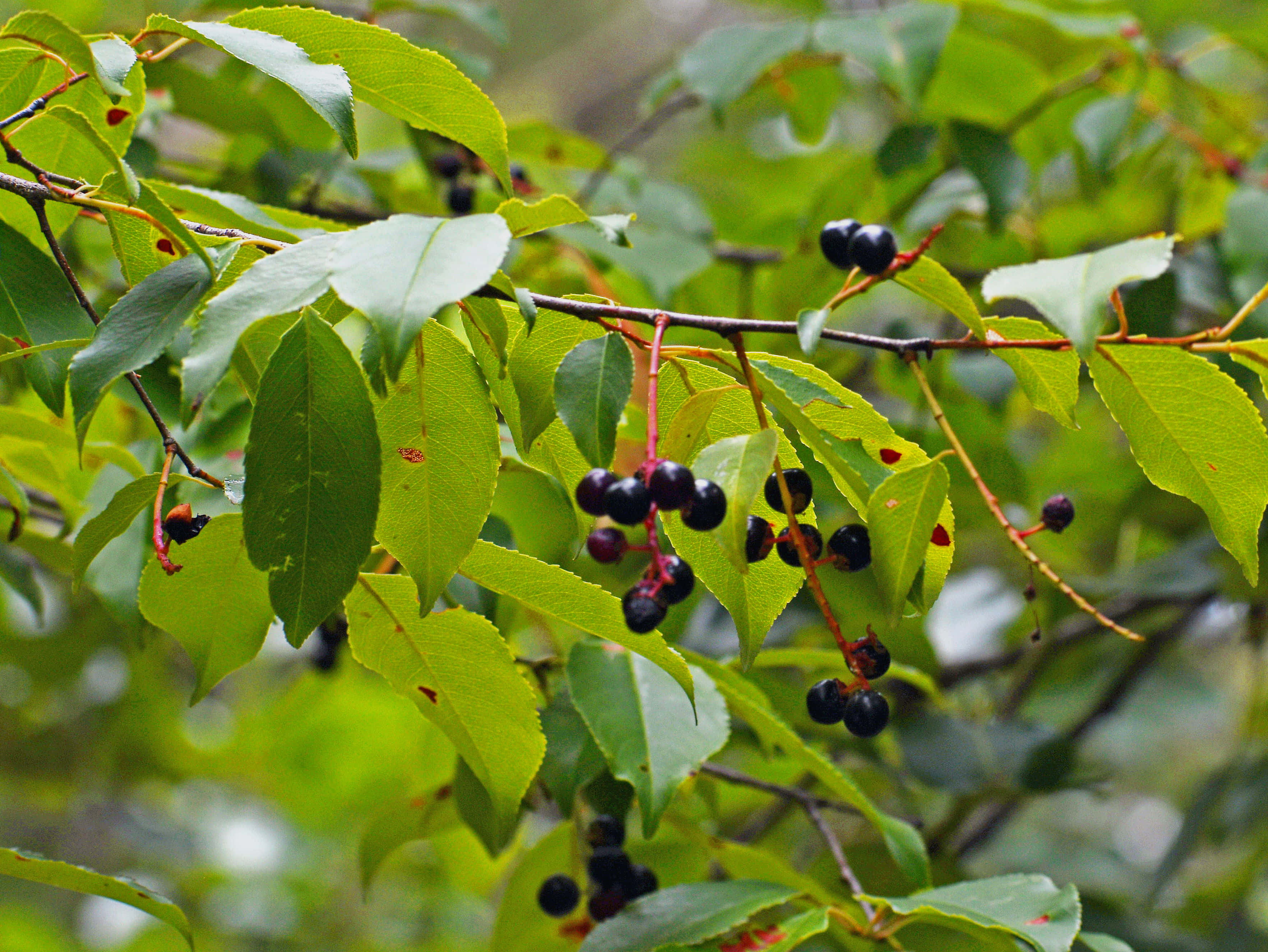 Black Cherry 桌布 壁紙 — 一串串深色漿果掛在茂密森林環境中樹枝上充滿活力的綠葉之間。