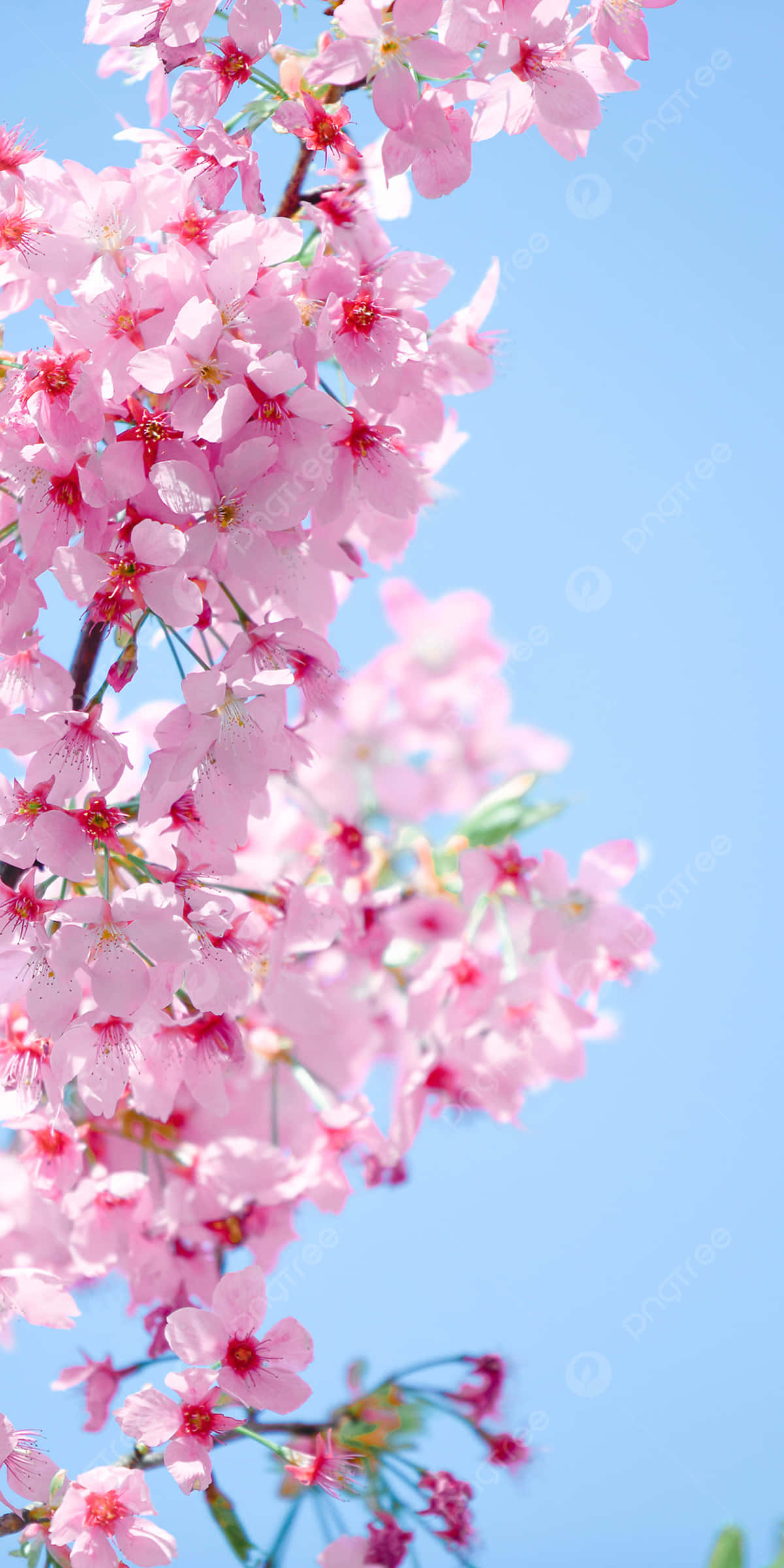 Pink Cherry Blossom 桌布 壁紙 — 一串串粉嫩的櫻花在清澈的藍天下，在柔和自然光中盛開。
