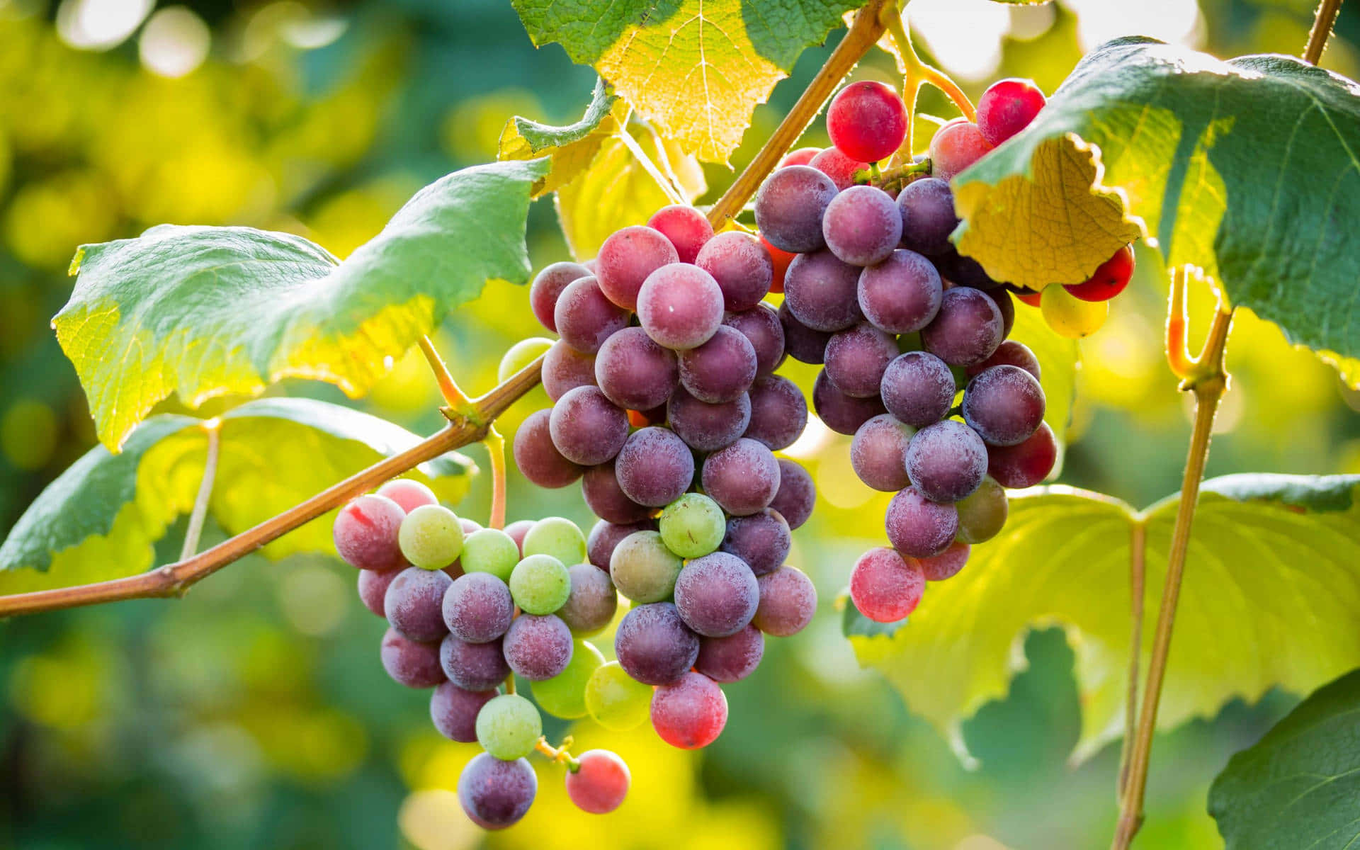 Grapes 桌布 壁紙 — 一串串紫色和綠色的葡萄在陽光照耀下，沉甸甸地掛在藤蔓上，襯著茂盛的綠葉和明亮模糊的背景。