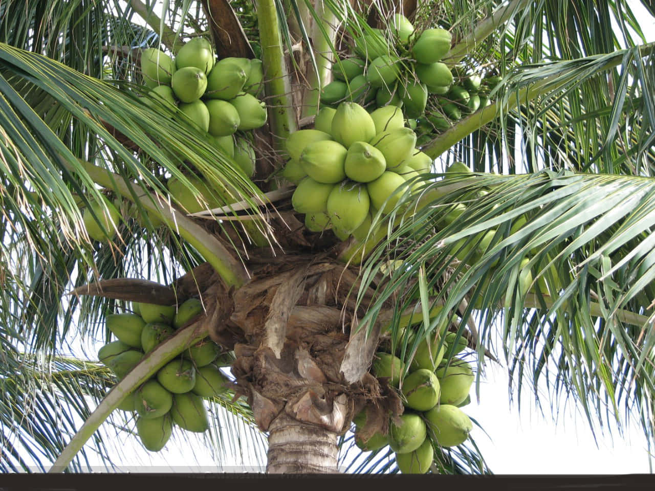 Coconut Tree 桌布 壁紙 — 一串串綠色椰子沉重地掛在棕櫚樹上，映襯著明亮的天空。