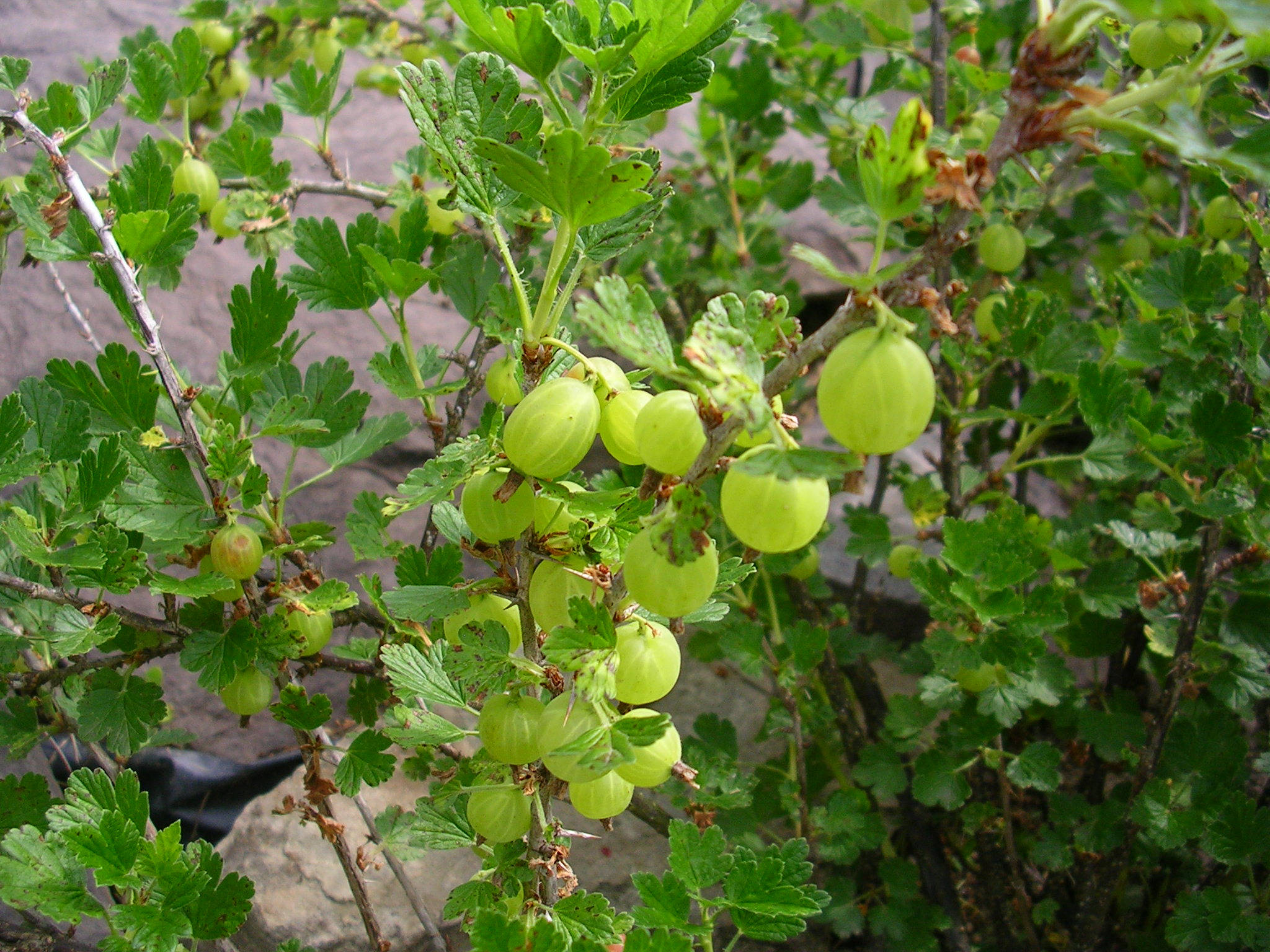 Fruits 桌布 壁紙 — 一串串鮮亮的綠色醋栗沉甸甸地掛在枝葉茂密的灌木叢上，背景是模糊的石頭。