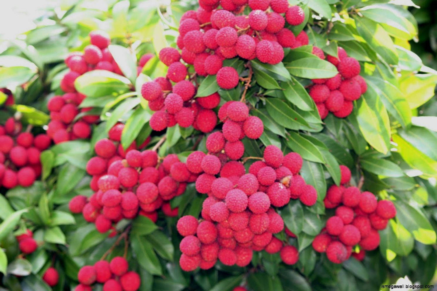 Fruits 桌布 壁紙 — 一串串鮮紅的荔枝在明亮的日光下密集地懸掛在茂密的綠葉之間。