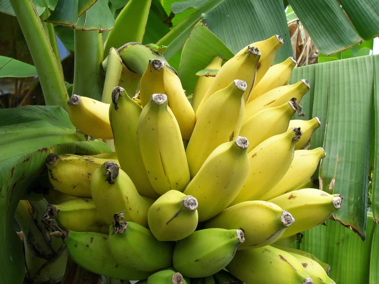 Fruit 桌布 壁紙 — 一串充滿活力的成熟香蕉，帶有黃色和綠色色調，依偎在大型熱帶葉子之間。