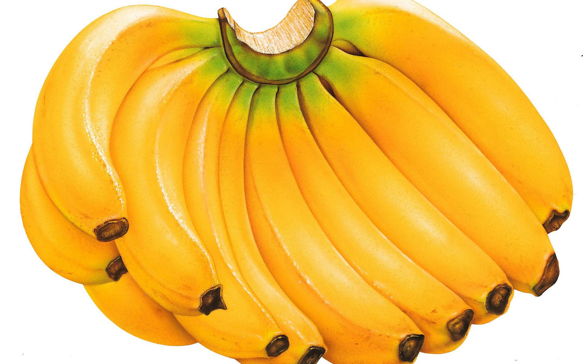 Plantain 桌布 壁紙 — 一串充滿活力的成熟黃色香蕉，帶有綠色尖端和棕色莖，背景為白色。