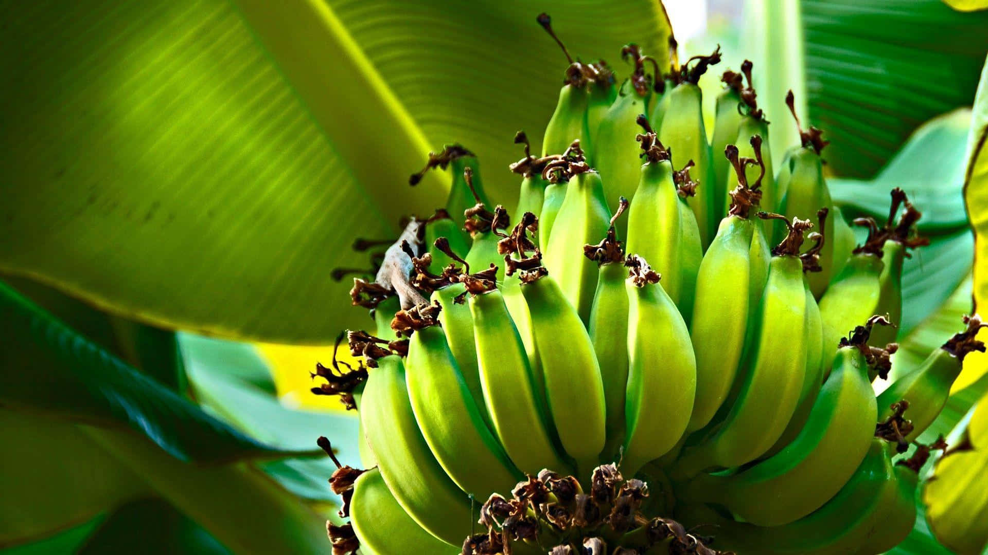 Fruit 桌布 壁紙 — 一串充滿活力的未成熟綠色香蕉掛在香蕉樹上，周圍環繞著茂盛的大葉子。