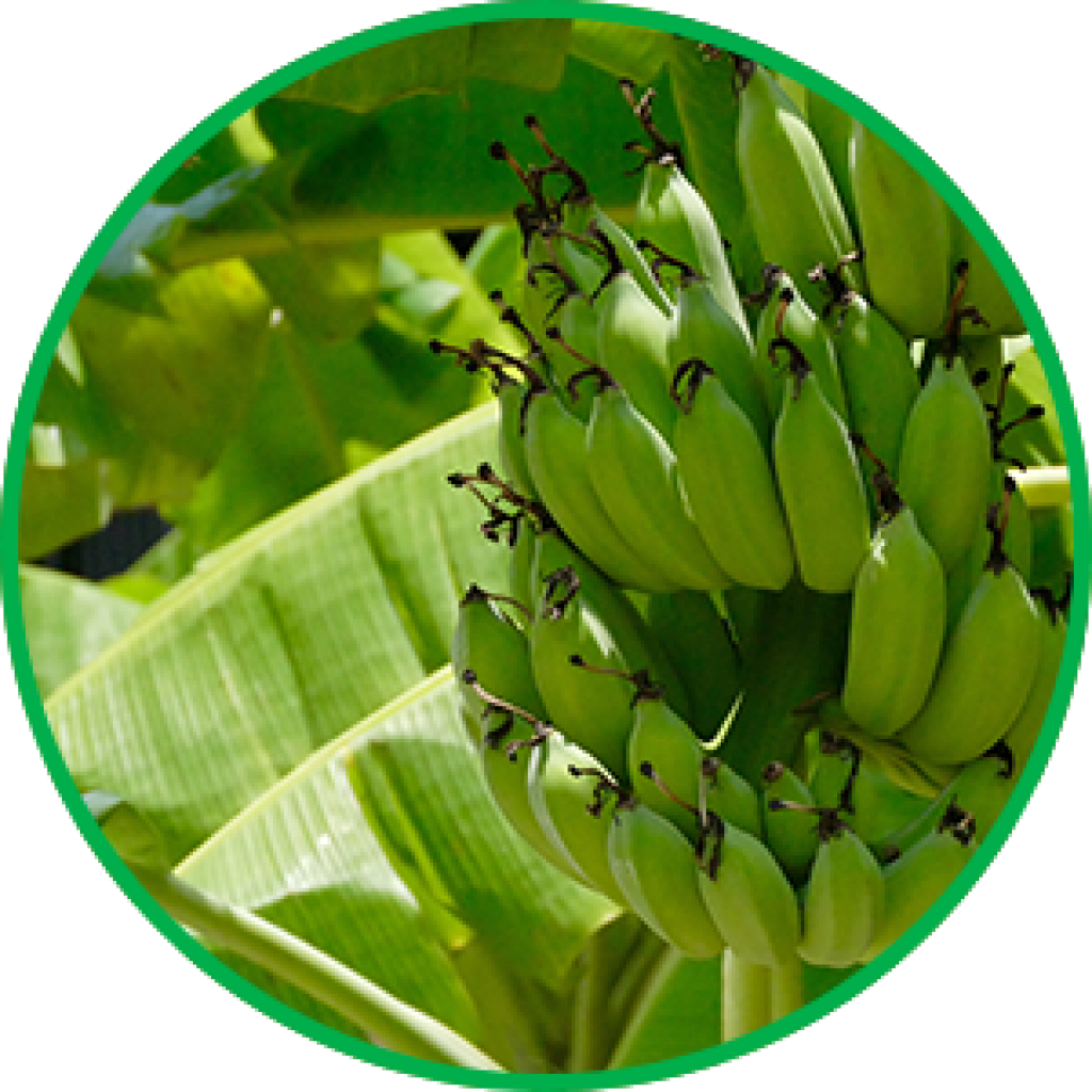 Banana Tree 桌布 壁紙 — 一串充滿活力的未熟青香蕉掛在大片熱帶葉子之間，沐浴在明亮的陽光下。