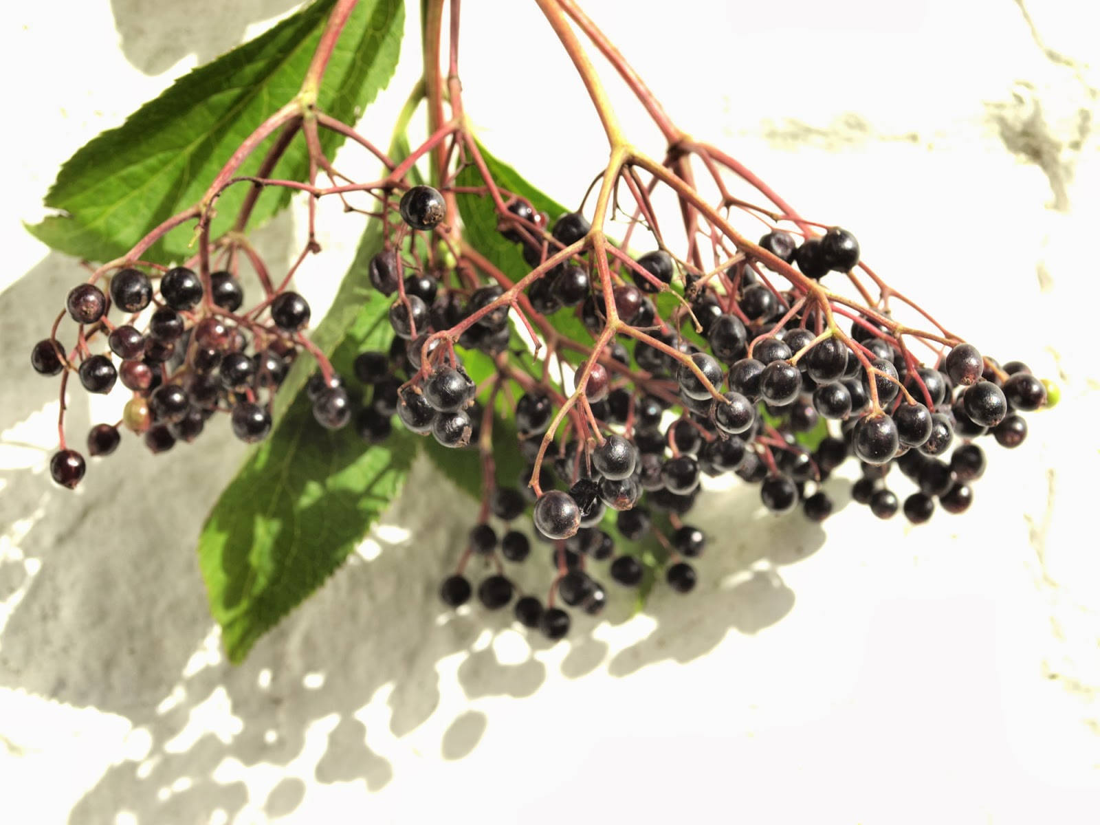 Fruits 桌布 壁紙 — 一串光澤的黑色接骨木莓從帶有綠葉的微紅色莖上垂下，映襯著明亮的白色紋理牆壁。