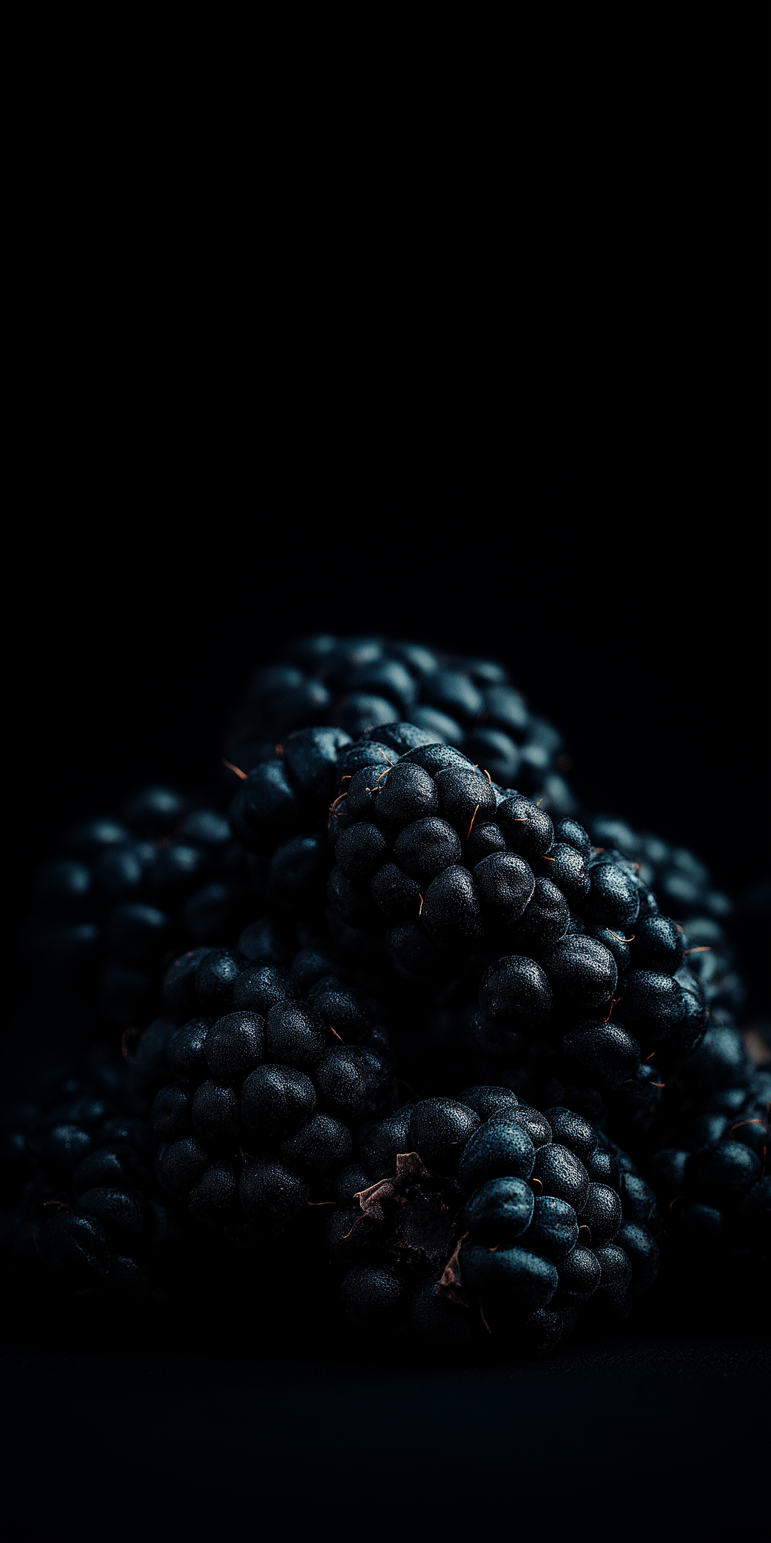 Fruit 桌布 壁紙 — 一串光澤的黑莓在柔和光線下閃閃發光，背景為純黑色。