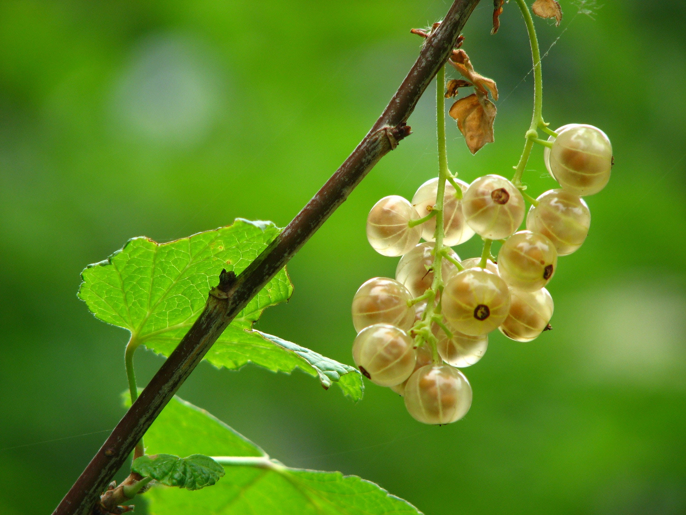 Fruits 桌布 壁紙 — 一串半透明的白醋栗掛在樹枝上，襯托著鮮綠的葉子，背景是柔和模糊的森林。