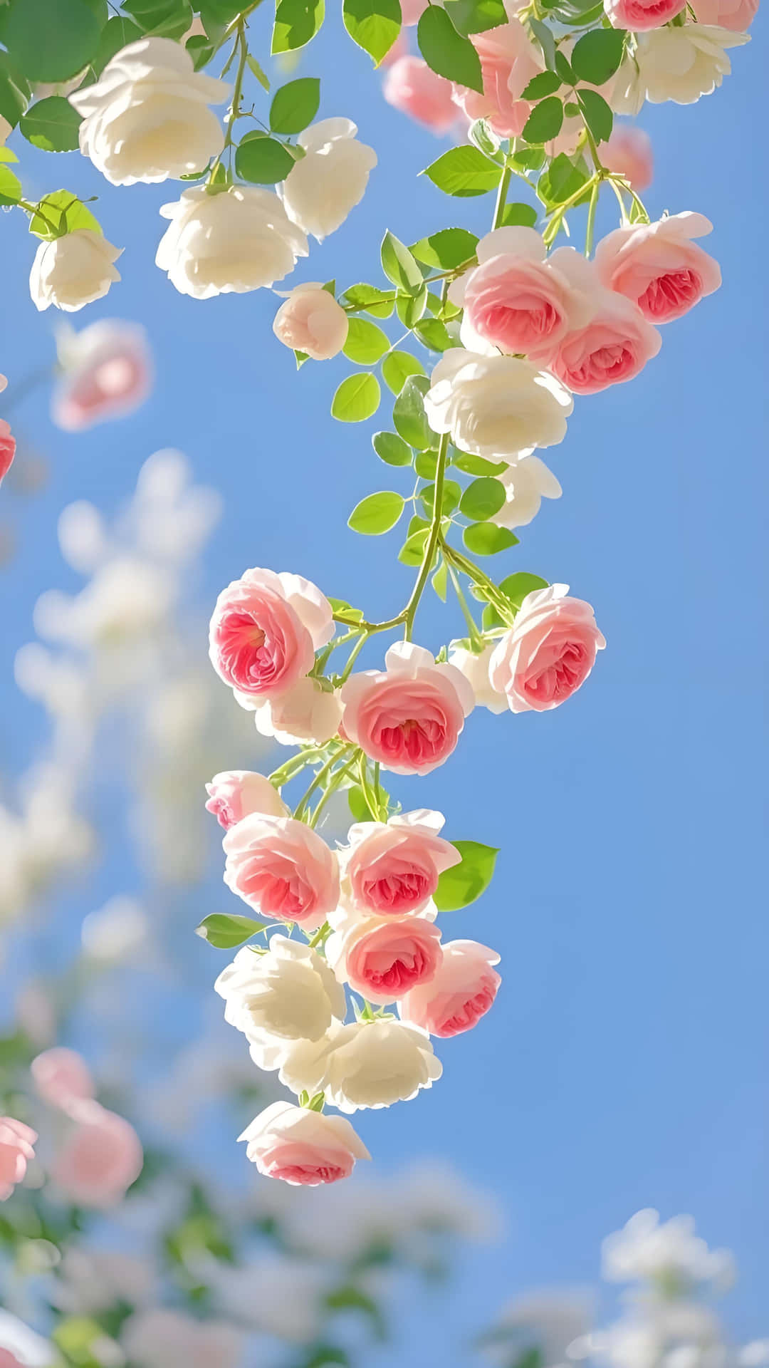 Pink White Roses: Romantic Garden Floral Wallpaper 壁紙 — 一串嬌嫩的粉紅和白色玫瑰在晴朗的藍天下盛開，伴隨著柔軟的綠葉。