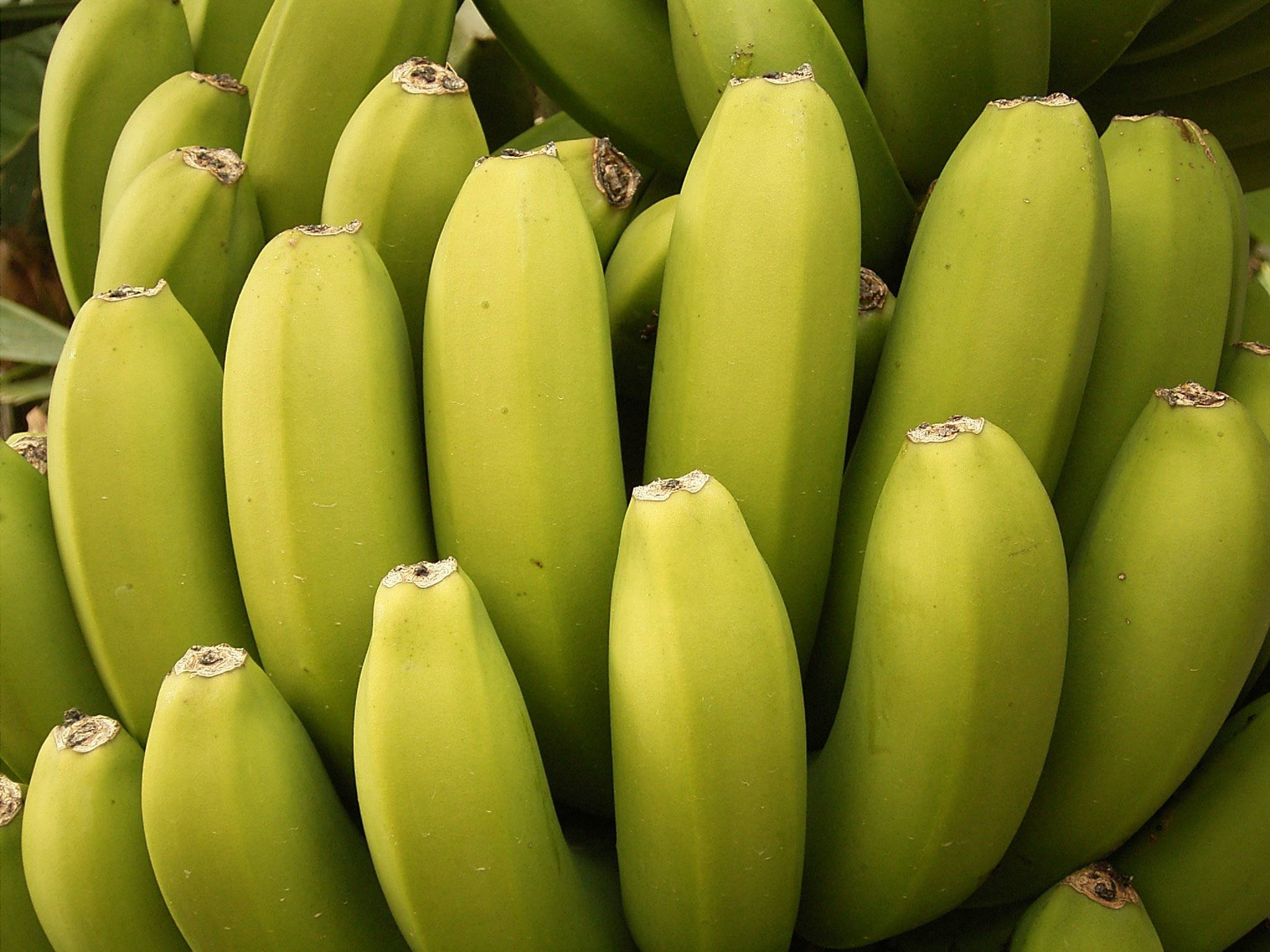 Plantain 桌布 壁紙 — 一串密集未成熟綠色香蕉的特寫，果皮有紋理，莖部呈棕色。