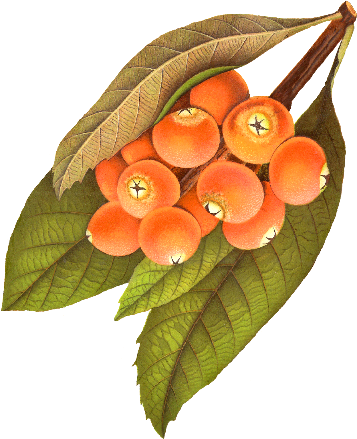 Fruits 桌布 壁紙 — 一串成熟的橙色枇杷，帶有綠葉，以詳細的植物插圖風格呈現。