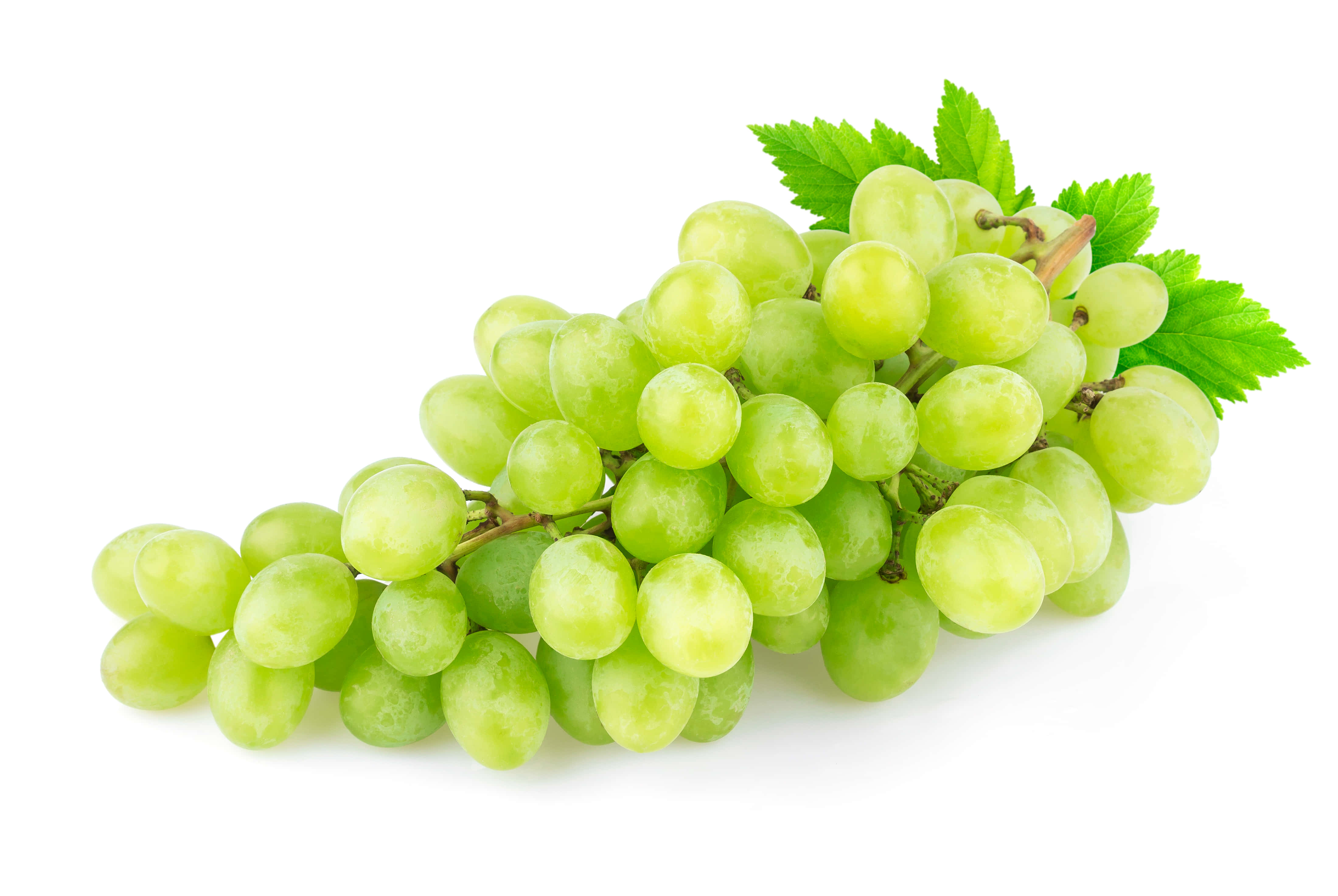 Grapes 桌布 壁紙 — 一串新鮮的綠葡萄，帶有露珠般的果皮和充滿活力的葉子，襯托在純白色背景上。