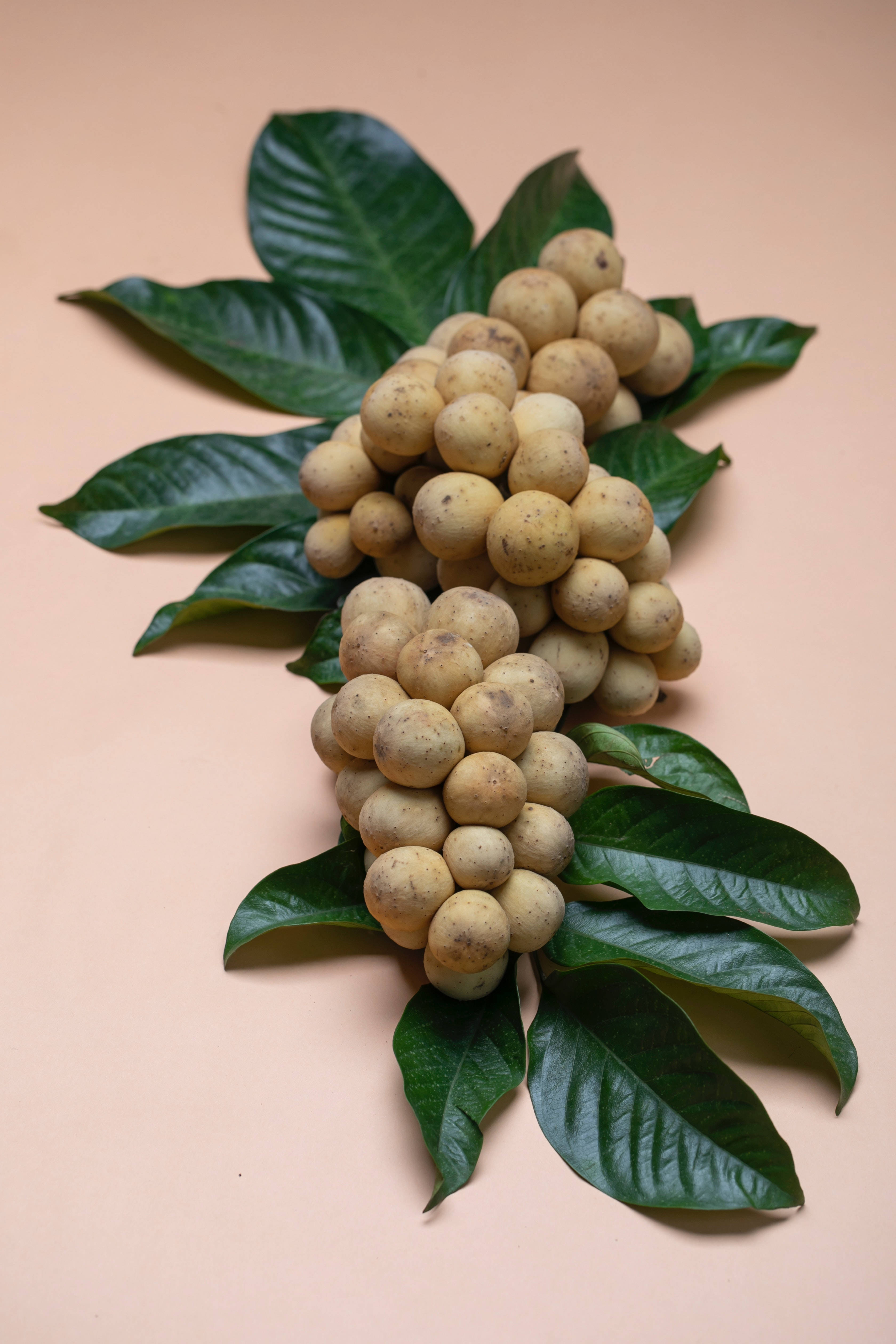Fruits 桌布 壁紙 — 一串新鮮龍眼果實配綠葉，放在柔和的桃色背景上。