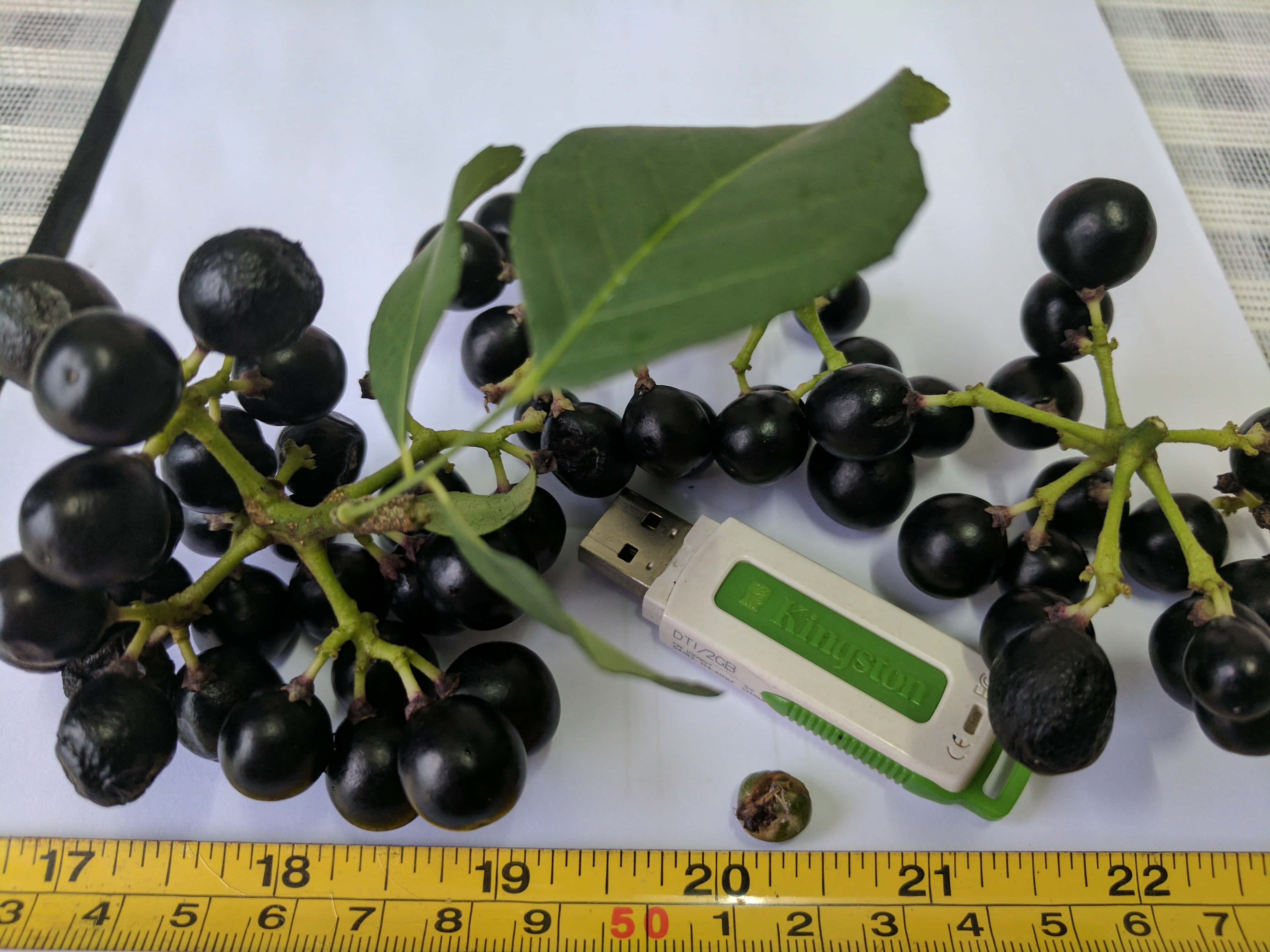 Berry 桌布 壁紙 — 一串有光澤的黑色漿果，帶綠色莖和葉，旁邊是一個綠色和白色的USB隨身碟，放在捲尺上。