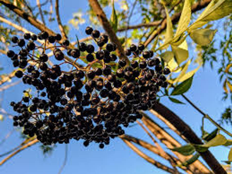 Fruits 桌布 壁紙 — 一串深紫色的接骨木莓密集地掛在樹枝上，襯著清澈的藍天和綠葉。