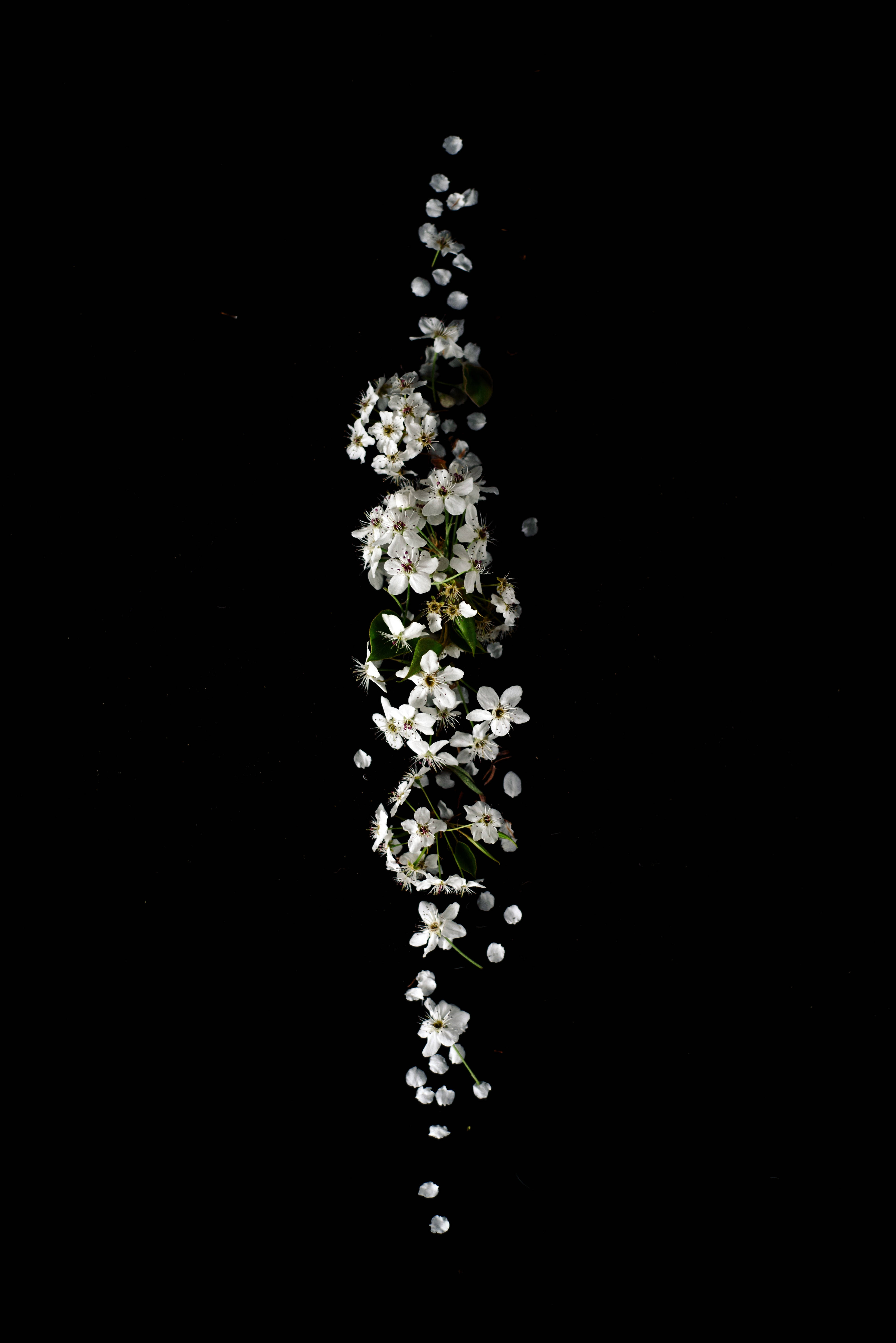 Beautiful Flower 桌布 壁紙 — 一串潔白花朵與綠葉垂直飄落，襯托在純黑背景上。