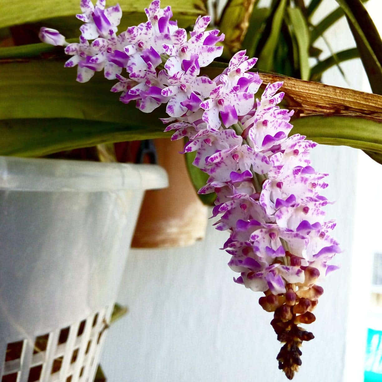 Orchid Flower 桌布 壁紙 — 一串白色和紫色斑點蘭花如瀑布般從盆栽植物中優雅綻放，背景柔和模糊。
