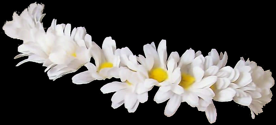 White Flowers 桌布 壁紙 — 一串精緻的白色雛菊，帶有明亮的黃色花心，在純黑背景上浮現。