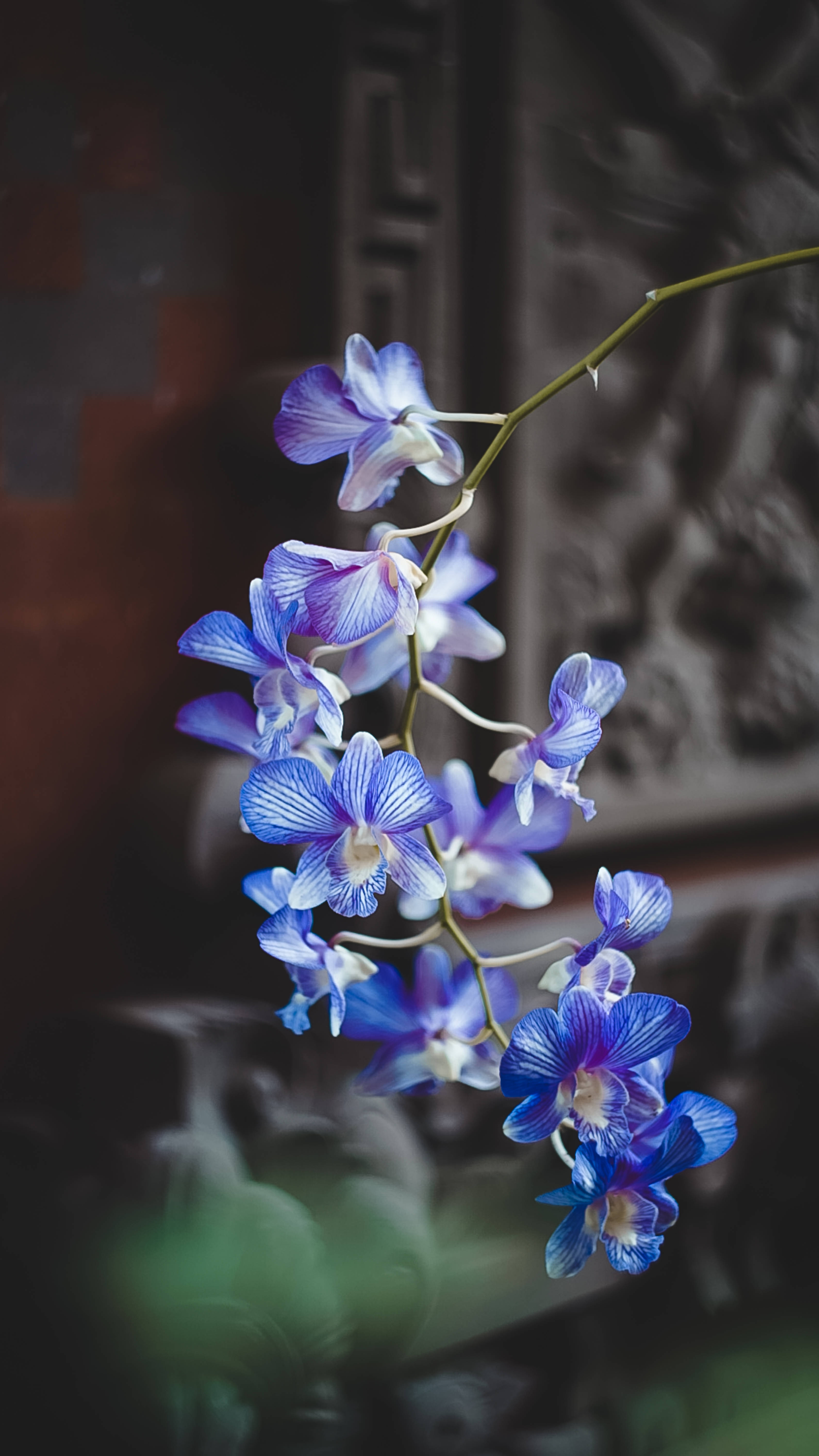 Orchids 桌布 壁紙 — 一串精緻的鮮藍色蘭花在柔和模糊的華麗建築背景下盛開。