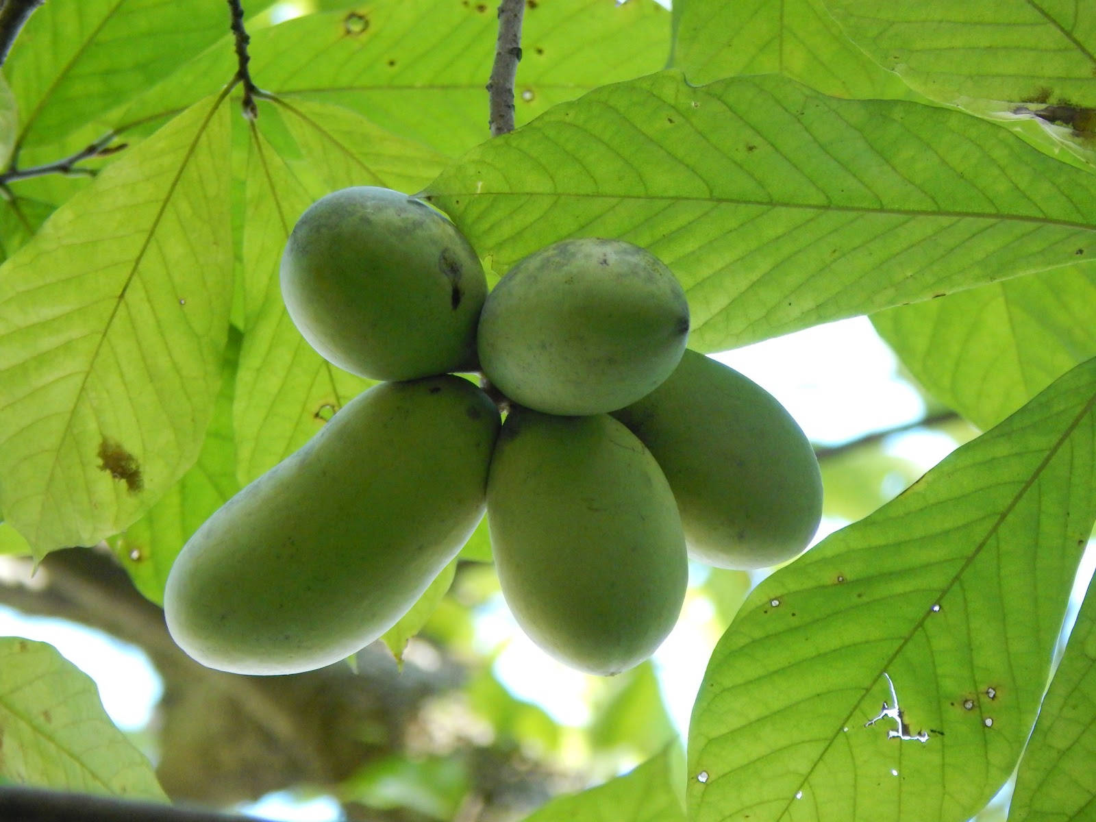 Fruit 桌布 壁紙 — 一串綠色泡泡果掛在樹枝上，周圍環繞著大片鮮豔的葉子。